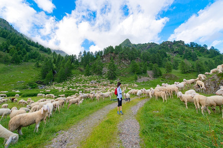 在山底下吃草的羊群背景图片