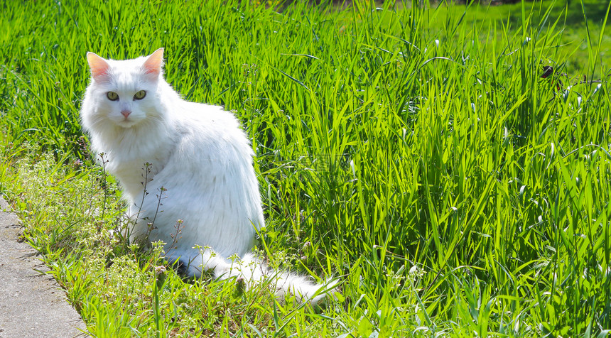 户外草地上的猫咪图片