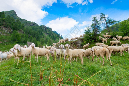 在山底下吃草的羊群背景图片