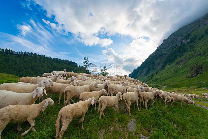 牧场的羊群图片
