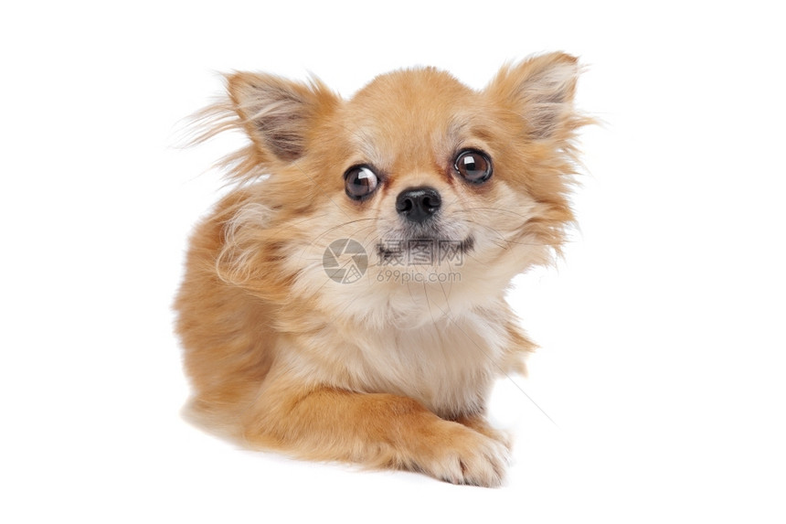 犬类纯种棕色长发吉华花棕色长发吉华花在白色背景面前工作室图片