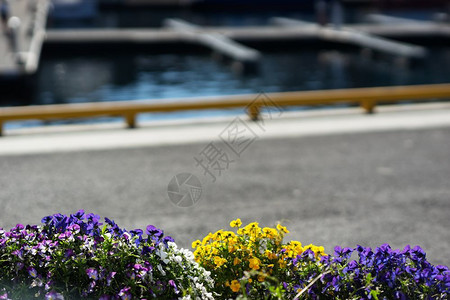 生活背部高清船停泊时的鲜花在船停泊时的花朵hd图片