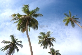 目的地旅行椰子棕榈蓝天南部省斯里兰卡南部省亚洲手掌图片