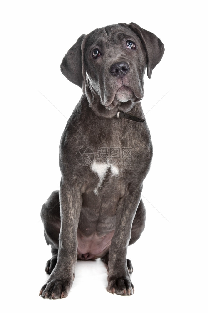 我是小狗甘蔗Corso或意大利獒犬Cane狗在白色背景前一种图片