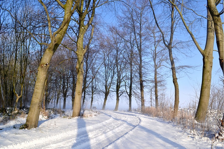 荷兰瓦塞纳尔Horsten森林的白雪小路太阳车树图片