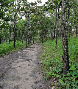 荒野踪迹龙脑香科穿越泰国Dipterocarp森林的足迹图片