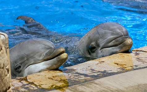 为了海洋动物一只两海豚仰望着它的训练教等待他的指挥图片