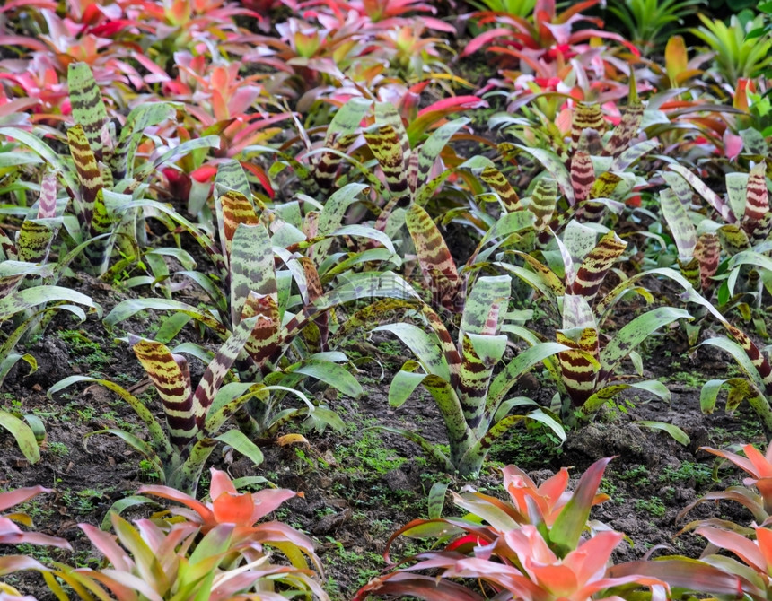 花园里的布罗米利亚德植物叶子树群图片