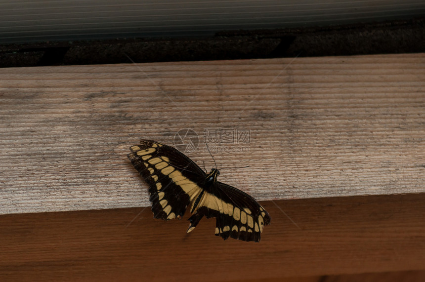 里戈蛾一只蝴蝶紧坐在木头上巨型燕尾蝴蝶帕皮利奥Cresphontes花园图片