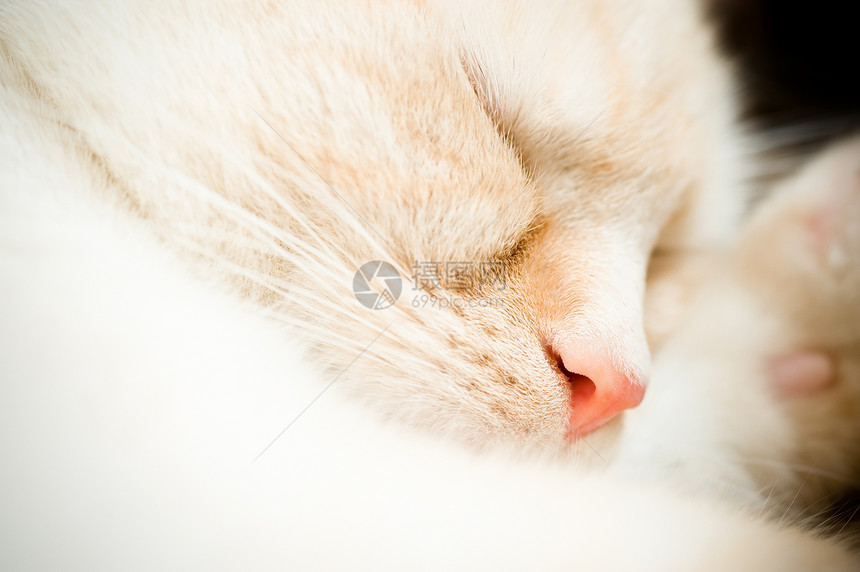 睡眠的猫咪图片