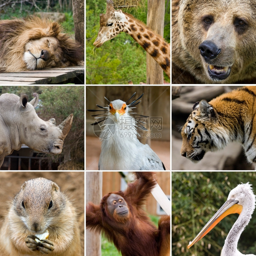动物群袋鼠猩某些野生动物的相片构成图象份部分动物图片