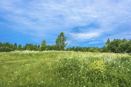 花朵林间空地夏天阳光明媚的日子里一个带白花的小角庄俄罗斯景观图片