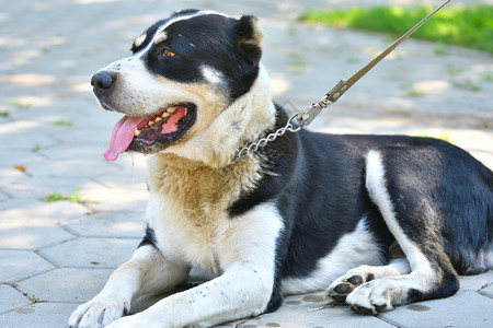快乐的夏日早晨散步阿莱拜狗品种动物哺乳图片