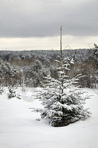 雪中美丽的农村风景雪覆盖着fir树木头松景观图片