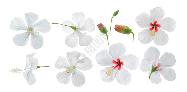 在白色背景上孤立的白碧须花瓣植物红色的图片