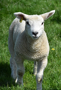 草地和美丽的羊毛羔家畜母肉图片