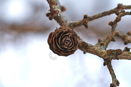 自然分支机构美丽的冬季场景深浅的寒冷树枝田地握着冰冻的锥壳冷图片