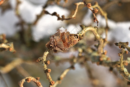 自然植物群美丽的冬季场景深浅的寒冷树枝田地握着冰冻的锥壳拉脱维亚图片