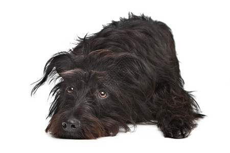 哺乳动物犬类在白色背景面前的黑混合血狗种图片