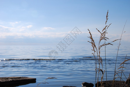 蓝色的草在光亮平静和闪耀水的海岸边冷静岩石图片