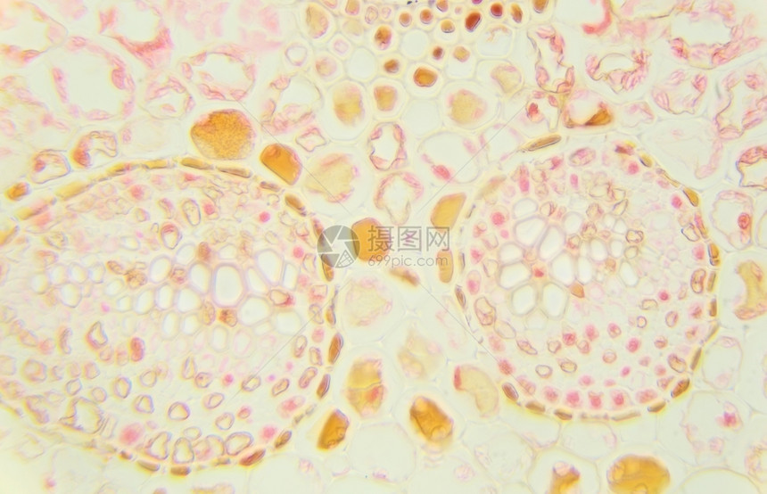 新鲜的显微镜FernLeafSec40x在下面叶子图片