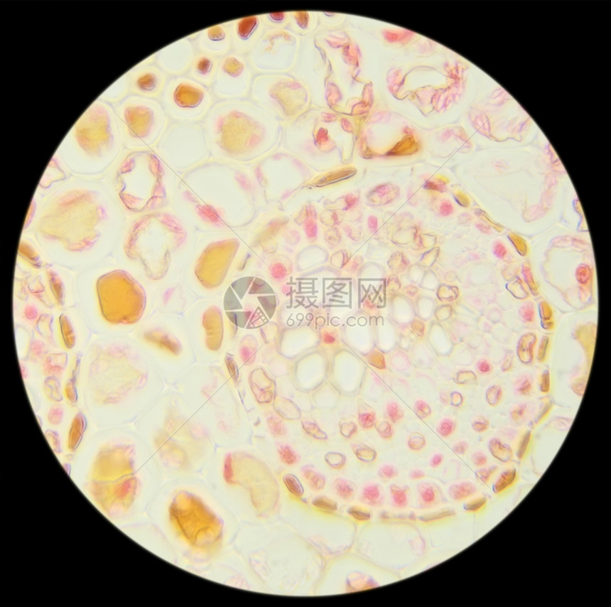 植物学范围显微镜FernLeafSec40x在下面图片