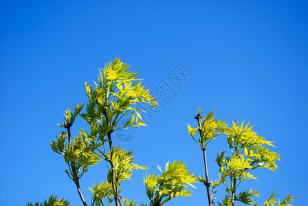蓝天下的树叶嫩枝图片