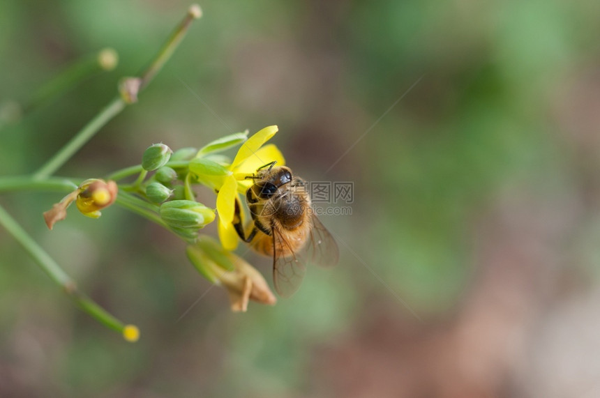 一种蜜蜂在自然背景上的野生芝麻菜花上采集粉的特写蜜蜂在野生芝麻菜花上采集粉的特写黄色花园图片