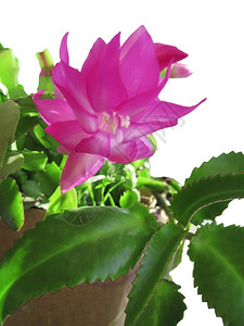 在下面粉色的室内植物在阳光下以粉色颜盛开的仙人掌与太阳隔绝图片