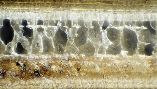 显微镜下的针刺猪背景ErinaceusEuropaeus喂食尖峰保护图片