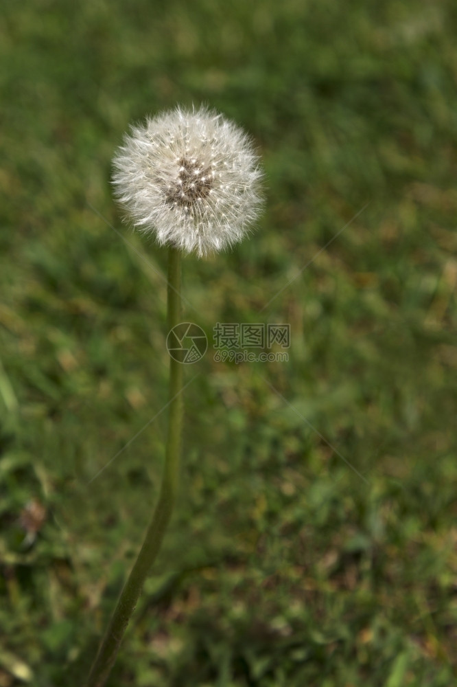 蒲公英杂草在市郊坪上以垂直照片种植的dandelion毛绒种子头白色的图片