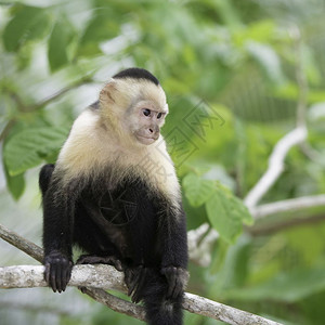 野生动物猴子背景图片