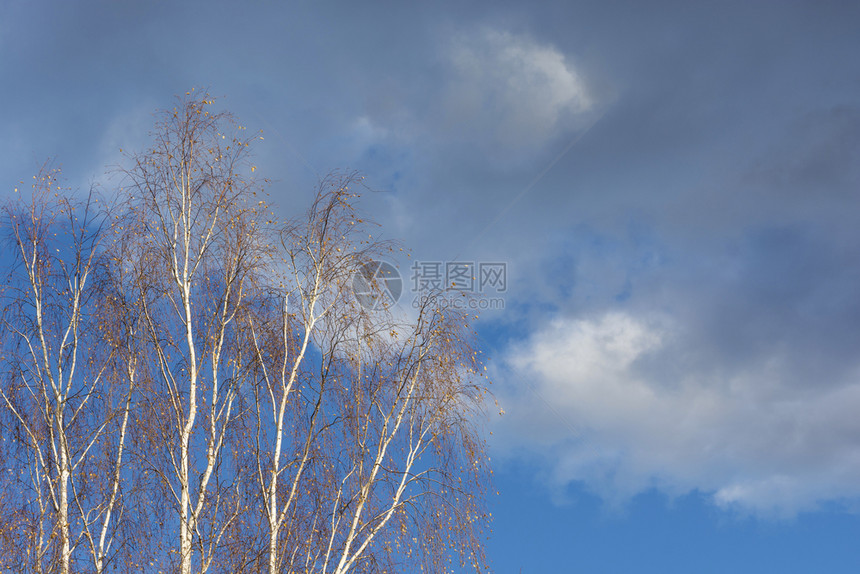白色的多云树叶黄最后在白色破落的树枝上对着阴云的天空图片