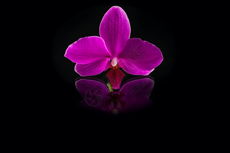 美丽的花瓣植物群镜像背景上的粉红兰花鲜香背景图片