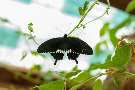 野生动物一只蝴蝶坐在个植物上共同的莫蒙蝴蝶帕皮利奥聚乙烯叶子鳞翅目图片