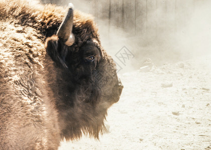 白色的动物Bison头部特快的美国野牛背景中的灰尘草食动物图片