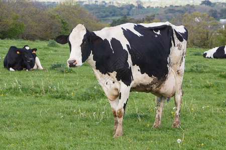荷斯坦自然乳制品布列塔尼农场田里的霍斯坦牛群图片