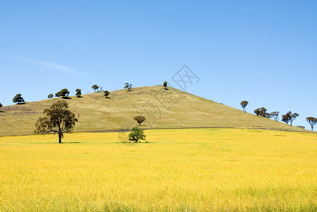 农场澳大利亚西南新威尔士州西新威尔士的一个农村景点蓝色的爬坡道图片