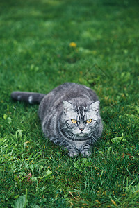 猫须草坐在花园草地上的灰猫背景