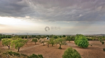 西班牙巴利阿里群岛Mallorca的杏仁树和红土景观植物户外树木图片
