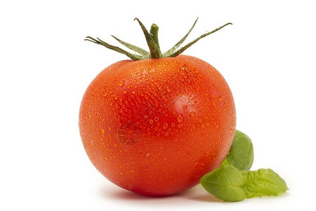 素食主义者草本植物红色的湿番茄配罗勒红色湿番茄配罗勒白色背景图片