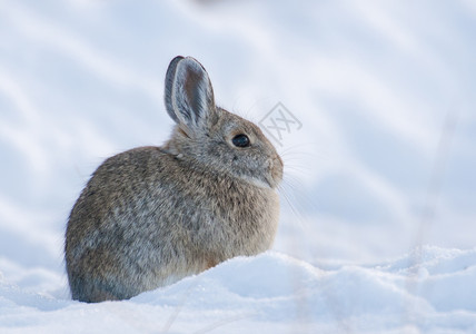 雪地里的兔子高清图片