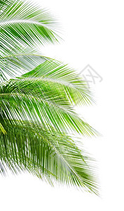 抽象的白背景孤立椰子棕榈叶离开新鲜的背景图片