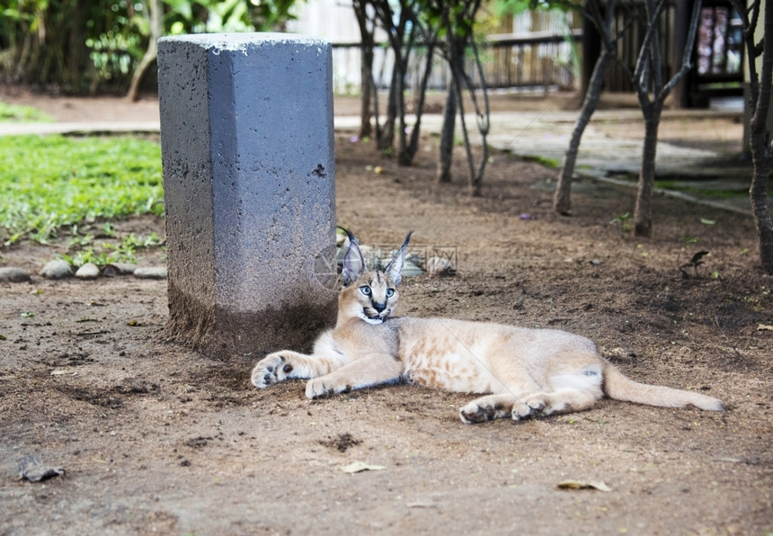 捕食者眼睛野南非的猞猁或狞猫图片