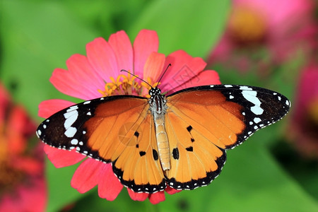 昆虫学家飞行物种花朵上美丽的蝴蝶图片