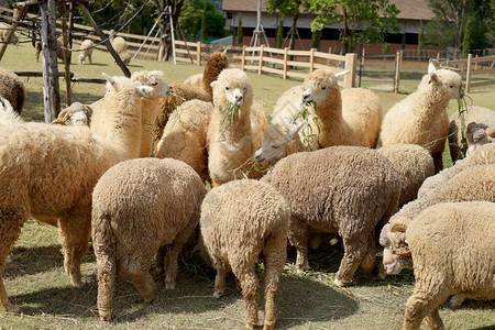 农场里一群可爱的羊驼围场农业牧图片