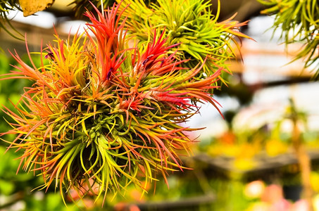 蒂兰德西亚植物新鲜花图片