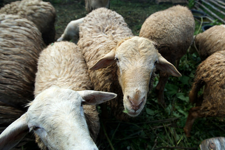 动物农场哺乳庄棚中羊羔群图片