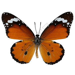 蝴蝶在白色背景下图片