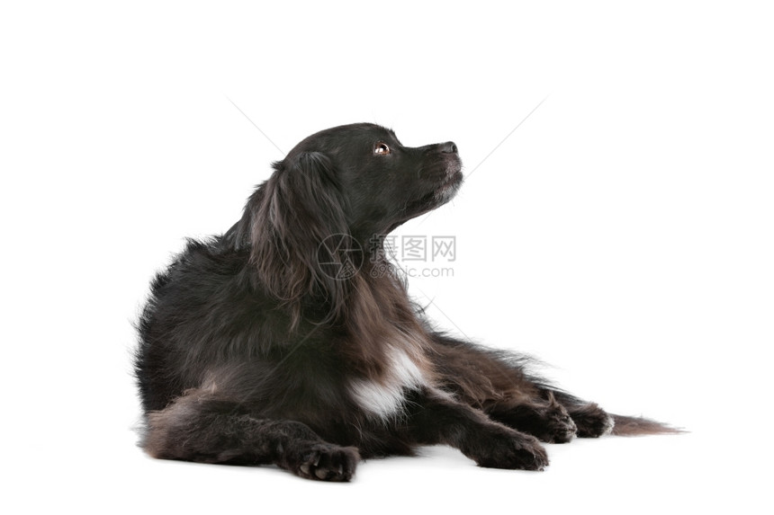 混血儿动物白色背景面前的混合种狗品图片